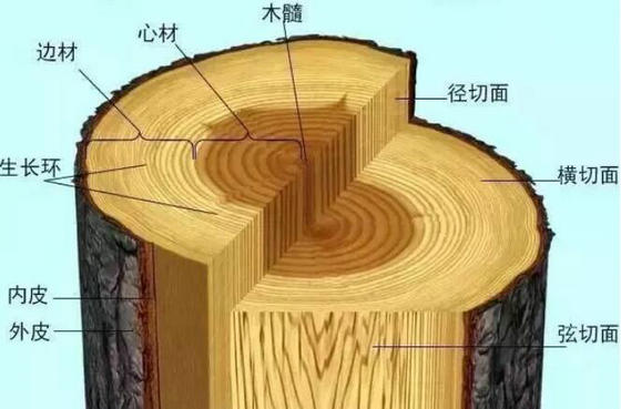 木材构造