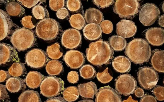 边材与心材的色差