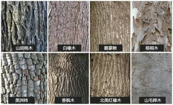 5木头种类