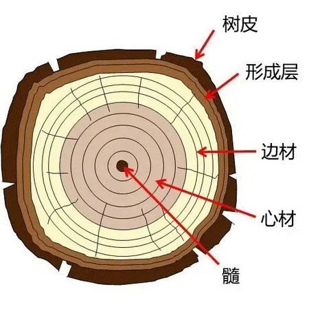 木材宏观结构特征表